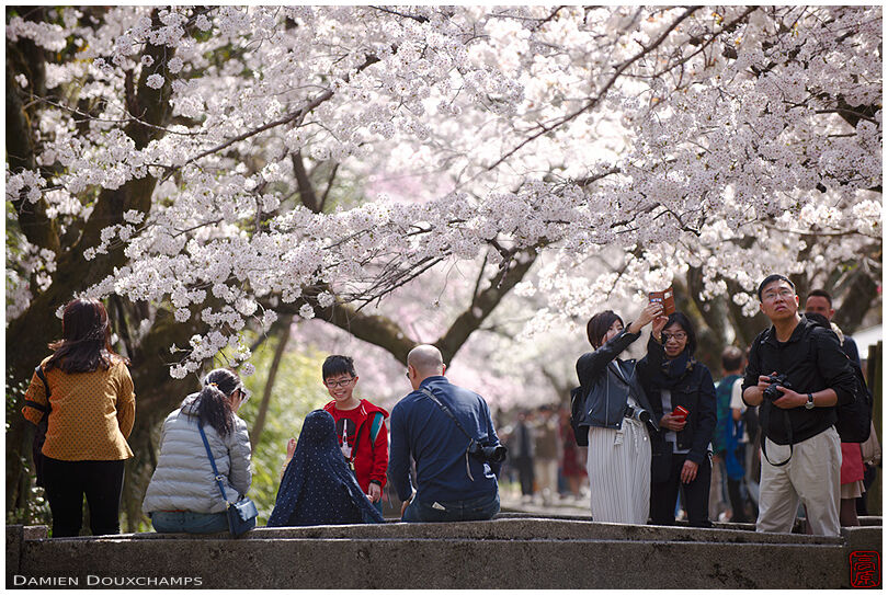 People enjoying cherry blossoms around the philosopher's path, Kyoto, Japan