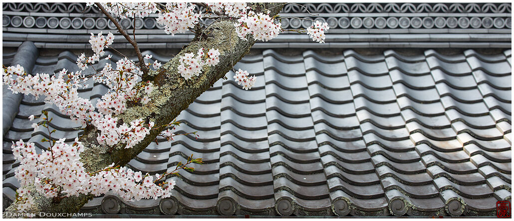 Cherry blossoms over Josho-ji temple main gate, Kyoto, Japan