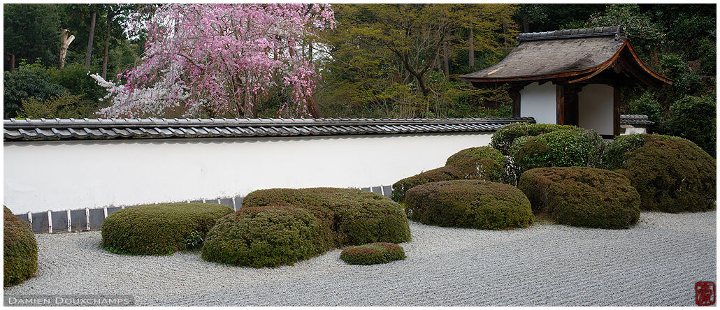 White and pink cherry blossoms over the rock garden of Shoden-ji temple, Kyoto, Japan