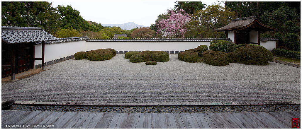 A touch of spring blossoms on Shoden-ji temple rock garden, Kyoto, Japan