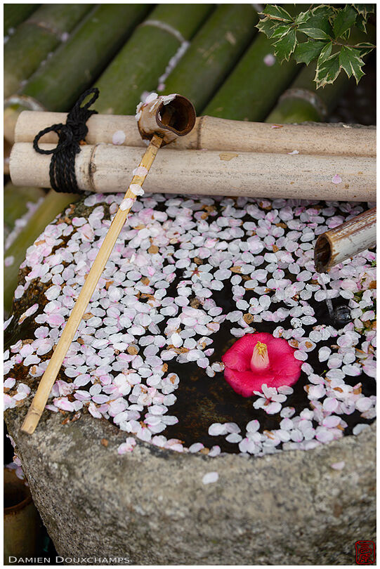Tsukubai water basin covered with sakura petals, Jobonrendai-ji temple, Kyoto, Japan