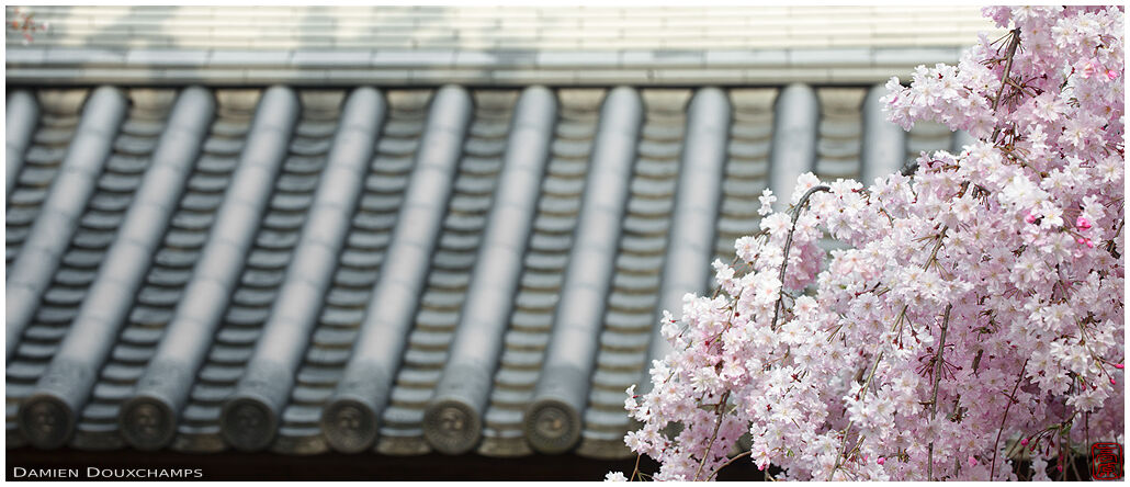 Pink cherry blossoms at the entrance gate of Jobonrendai-ji temple, Kyoto, Japan