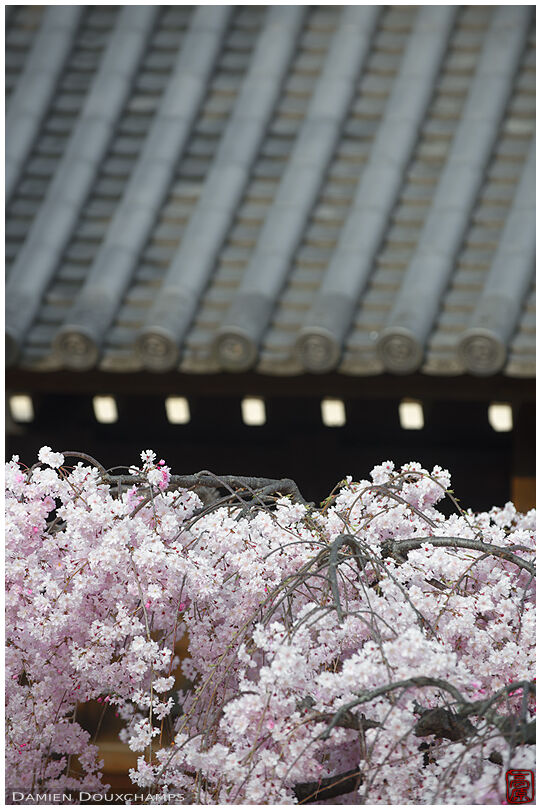Roof lines and blooming sakura, Jobonrendai-ji temple, Kyoto, Japan