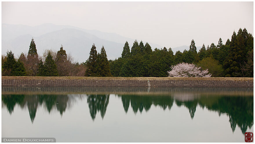 Blooming sakura and reflection on dam lake near Jinzo-ji temple, Kyoto, Japan