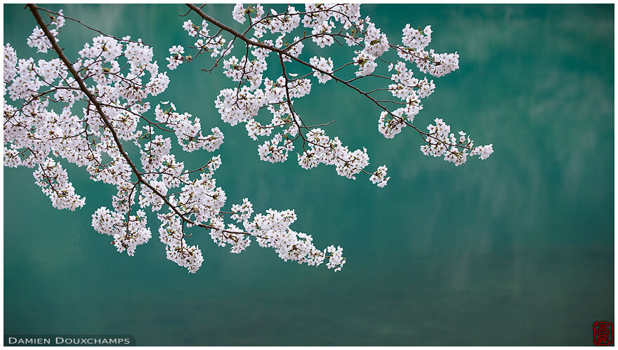 Cherry blossoms on blue lake background, Jinzo-ji temple, Kyoto, Japan