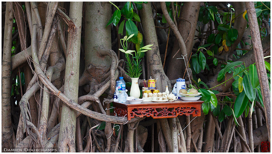 Table with offerings attached to large roots and vines of wide tree, Hanoi, Viet Nam