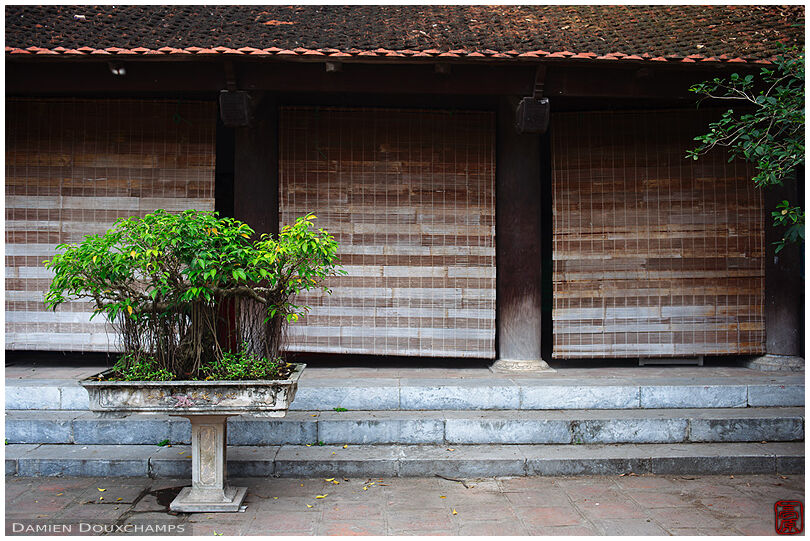 Potted plant in Dinh Yen Phu temple, Hanoi, Vietnam