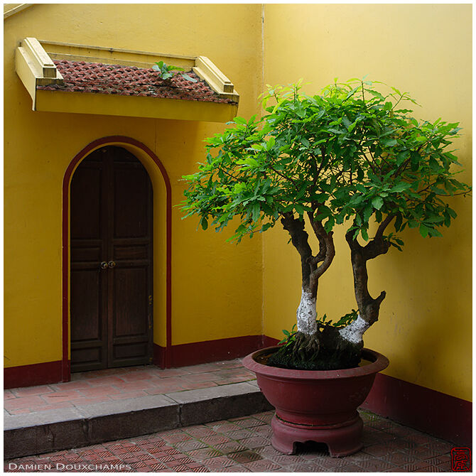Yellow walls and potted plant growing in a corner of Tran Quoc temple, Hanoi, Viet Nam
