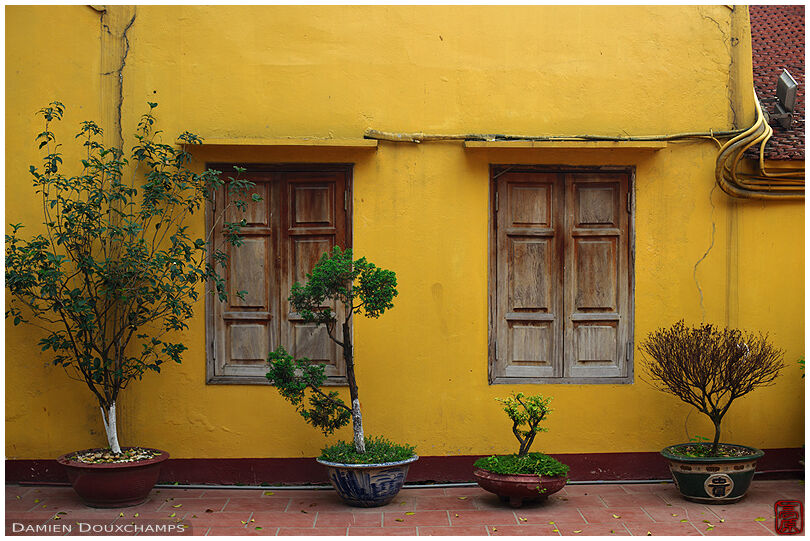 Potted plants at the foot of yellow wall in Tran Quoc temple, Hanoi, Vietnam