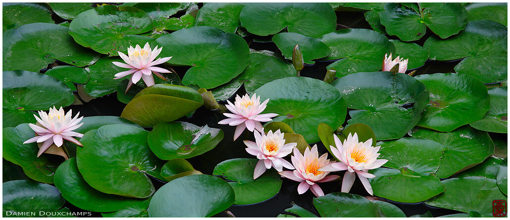 Water lilies in the Temple of Literature, Hanoi, Viet Nam