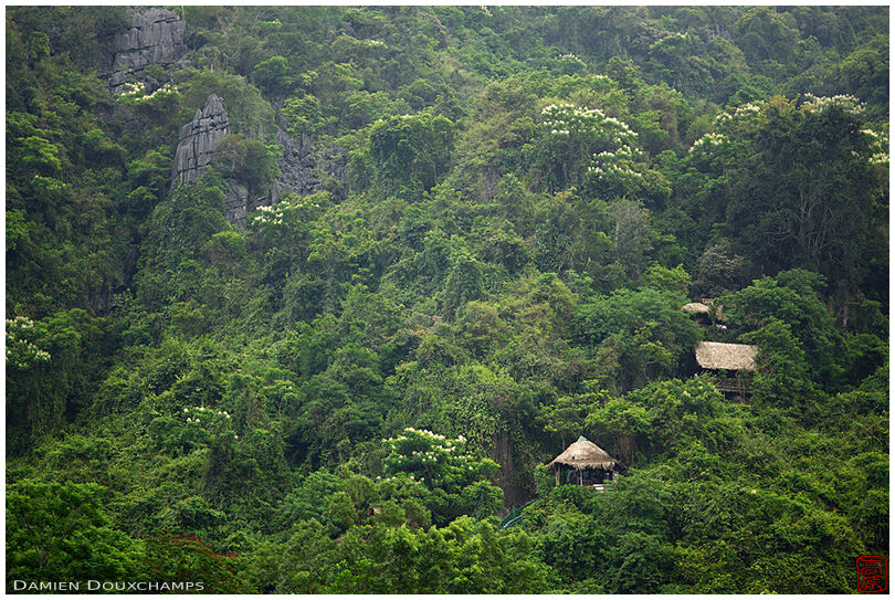 Huts high up in the mountain and jungle near the Phong Nha cave entrance, Vietnam
