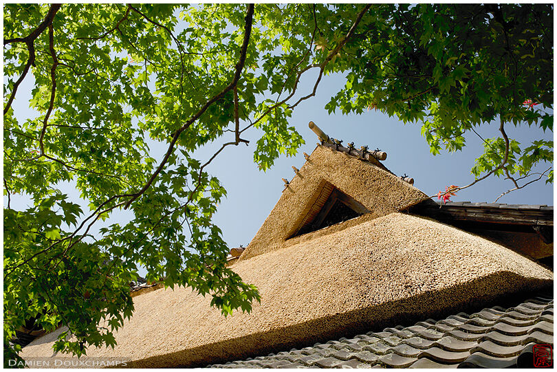 New thatched roof and new green maple leaves, Shisendo temple, Kyoto, Japan