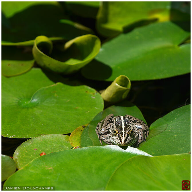 Frog on water lilies leaves, Jikko-in temple, Kyoto, Japan