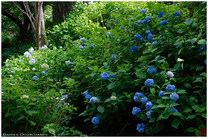 Blue ajisai blooming in the garden of Yata-dera, Nara, Japan