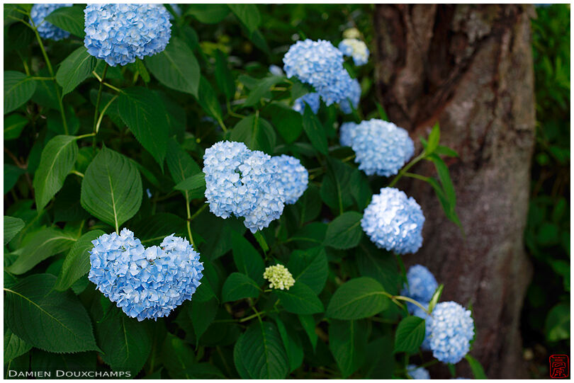 Heart-shaped blue hydrangea flowers (ajisai) in Yatadera, Nara, Japan