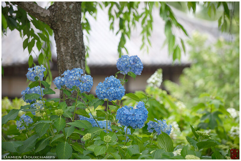 Blue ajisai flowers blooming in Yata-dera temple, Nara, Japan