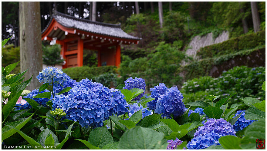 Blue hydrangea flowers blooming near the entrance gate to Mimuroto-ji temple, Kyoto, Japan