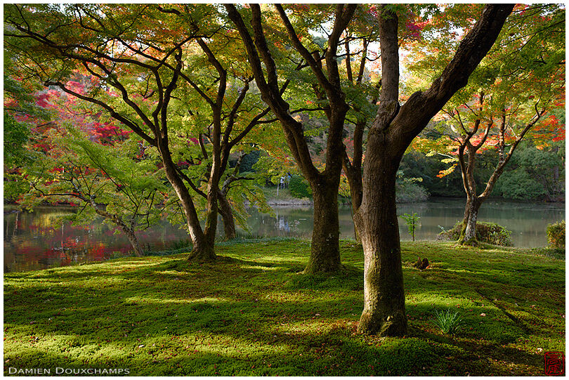 Moss garden and early autumn colours in the Kyoto botanical gardens, Japan