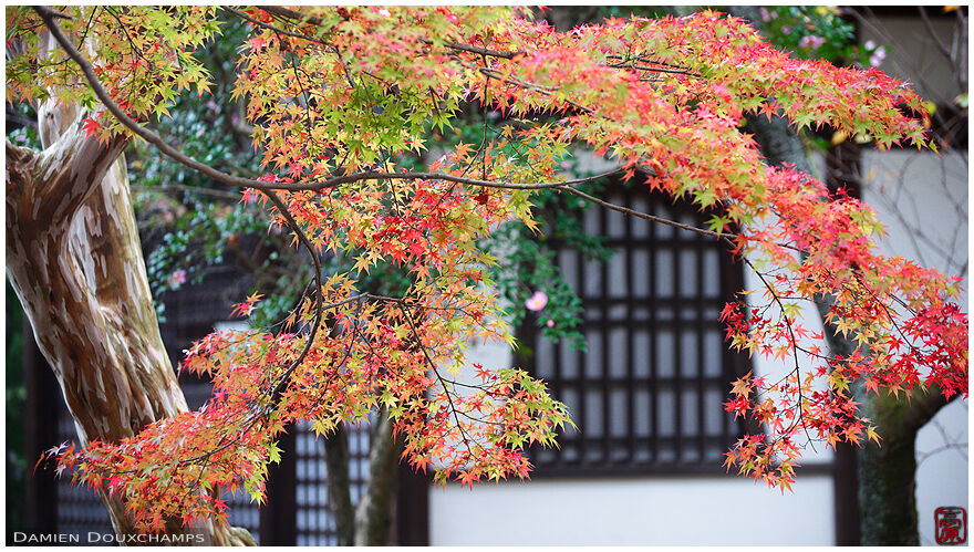 Bellflower shaped window framed by a branch of red maple tree, Shinyodo temple, Kyoto, Japan