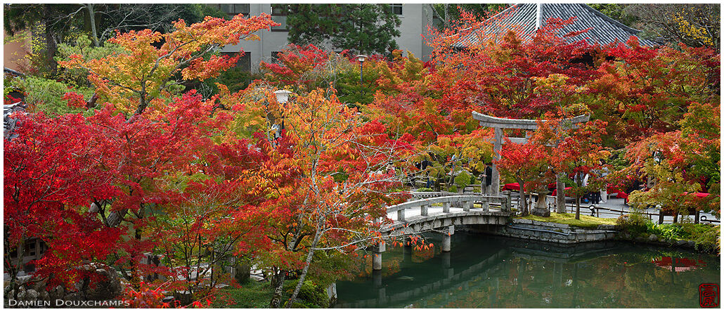 Torii gate and bridge lost in autumn colours, Eikan-do temple, Kyoto, Japan