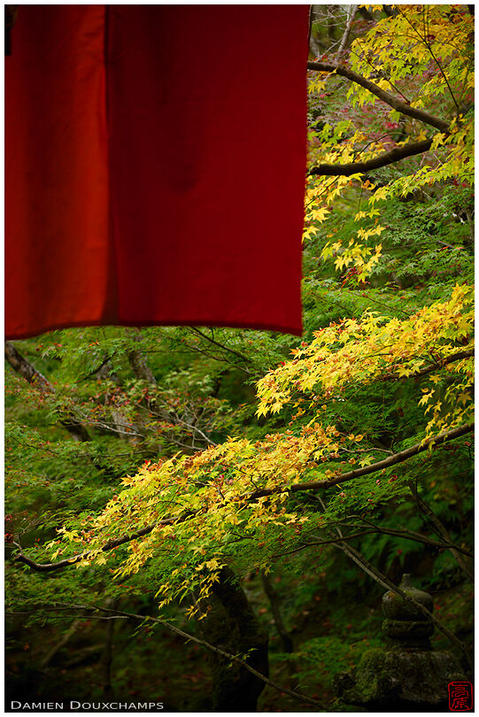 Red cloth and yellow maple leaves, Eikan-do temple, Kyoto, Japan