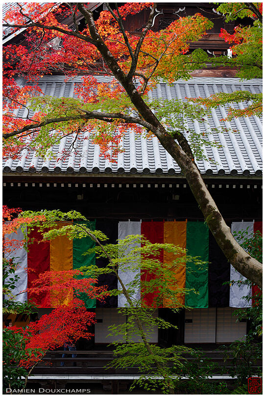 Colorful Buddhist flags and corresponding autumn colours, Eikan-do temple, Kyoto, Japan