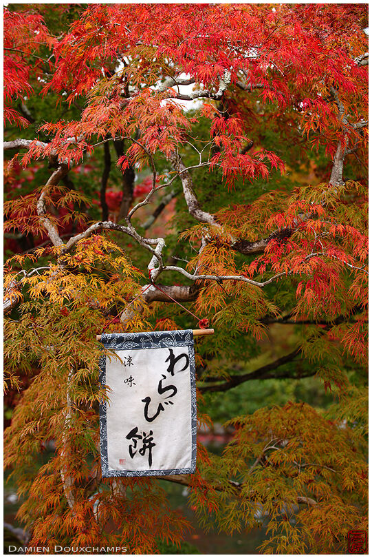 Red maple tree with sign for a warabi-mochi restaurant on the grounds of Eikando temple, Kyoto, Japan