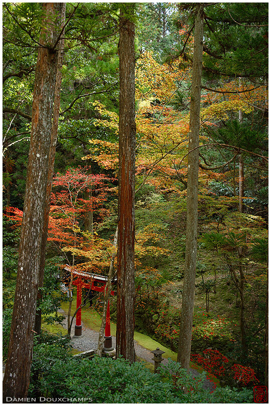 Red torii in autumnal forest, Hakuryu-en garden, Kyoto, Japan