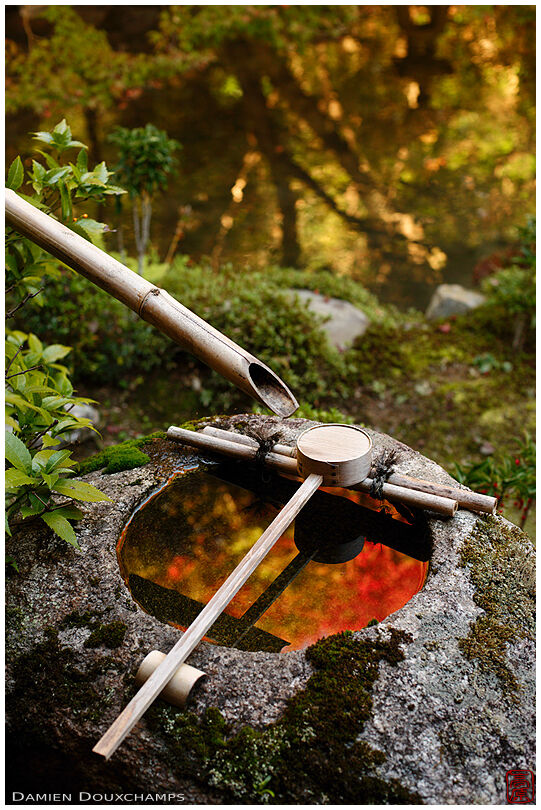 Tsukubai water basin reflecting fiery autumn colours in Renge-ji temple, Kyoto, Japan