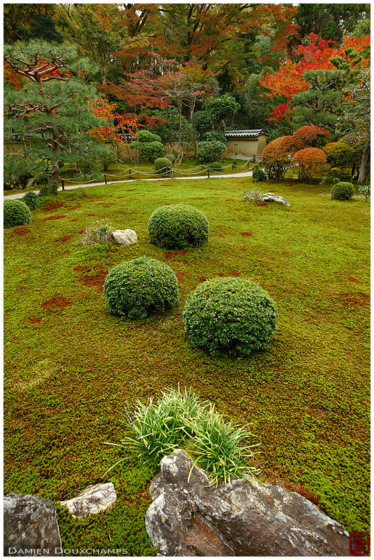 Large moss garden with a touch of autumn colours, Sokushu-in temple, Kyoto, Japan