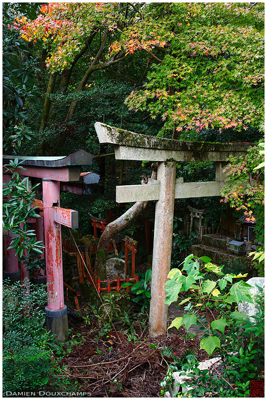 Derelict shrine with forgotten torii gates, Kyoto, Japan