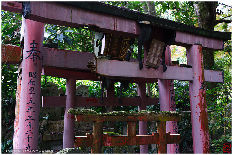 Derelict torii gates in the Fushikura Daijin, Kyoto, Japan