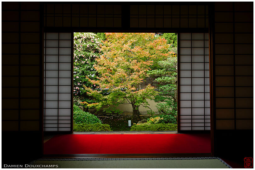 Window on tsubaki flowers and early autumn colors, Unryu-in temple, Kyoto, Japan