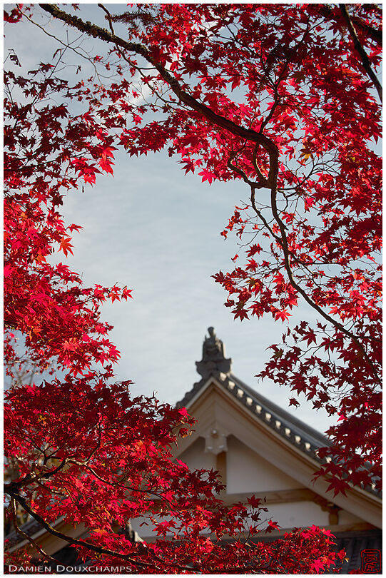 Sun playing in red autumn leaves, Eigen-ji temple, Shiga, Japan