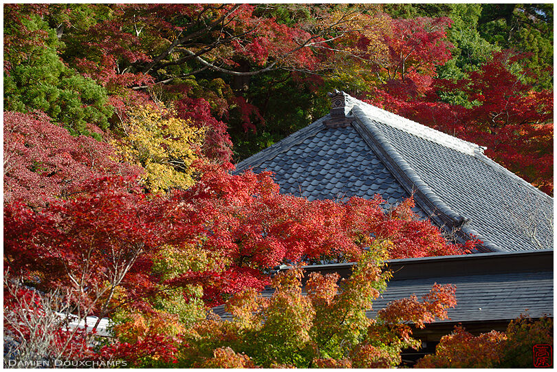 Temple roof amidst autumn foliage, Eigen-ji, Shiga, Japan