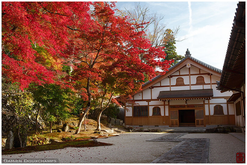 Bright red autumn foliage bordering a courtyard of Eigen-ji temple, Shiga, Japan