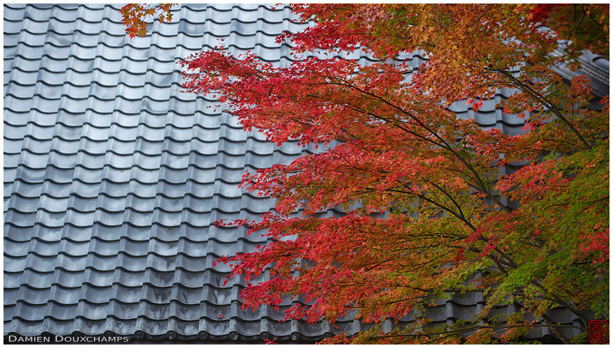 Autumn colours over large temple roof pattern, Eigen-ji temple, Kyoto, Japan