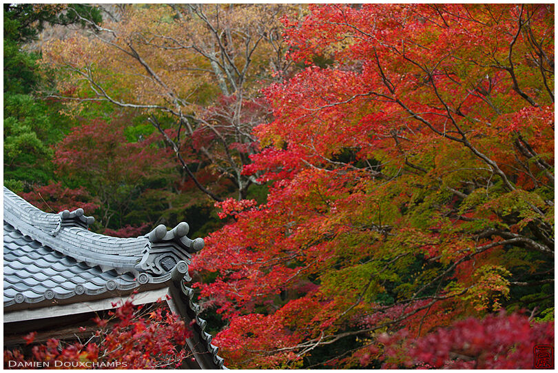 Temple roof corner ornament and autumn foliage, Eigen-ji, Shiga, Japan
