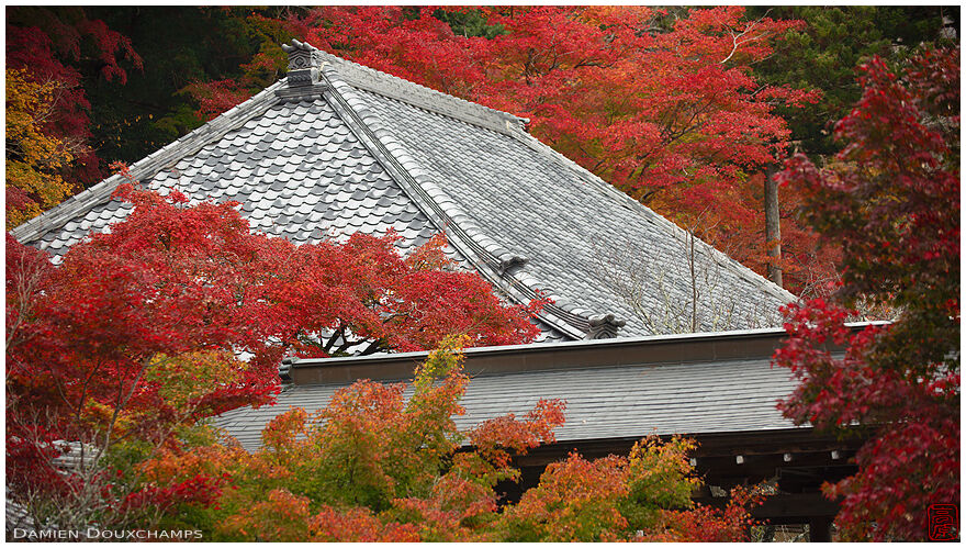 Autumn colours surrounding a large temple hall in Eigen-ji temple, Shiga, Japan