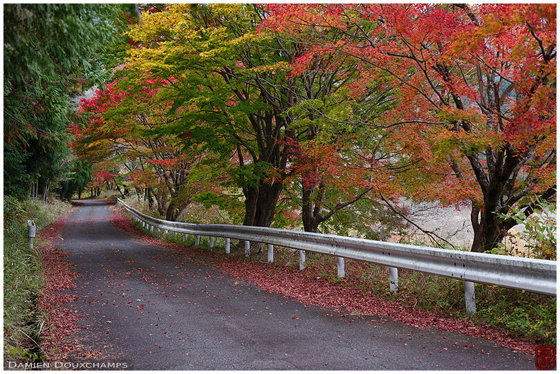 Autumn colors along a road in Shiga prefecture, Japan