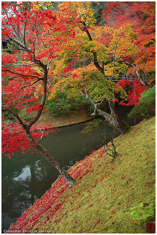 Maple trees growing on a sleep slope around the upper pond garden of the Shugakuin imperial villa, Kyoto, japan