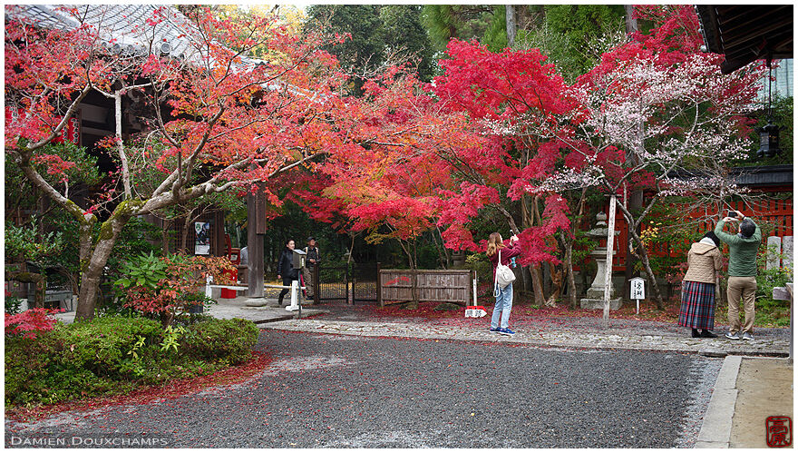 Rare autumn cherry blossom and red maple trees in Sekisanzen-in temple, Kyoto, Japan