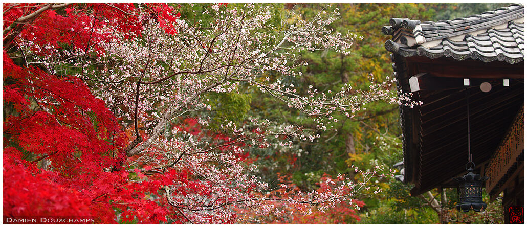 Red autumn foliage and November cherry blossoms, Sekisanzen-in temple, Kyoto, Japan