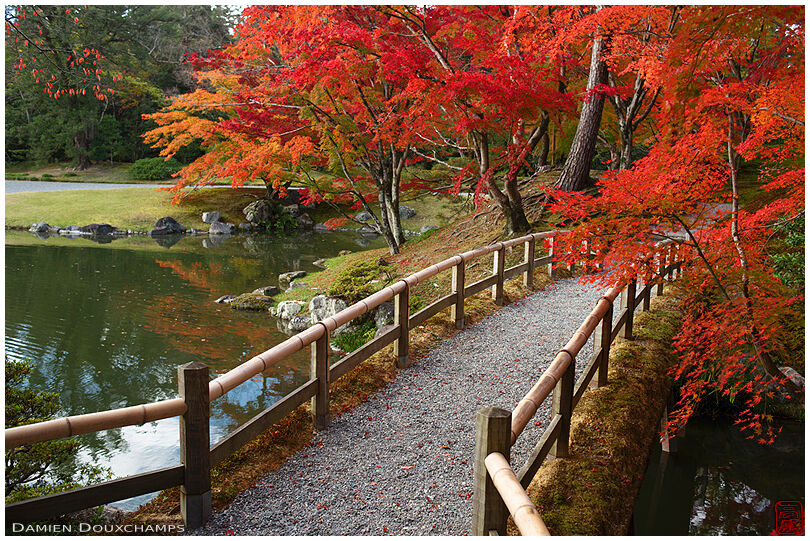 Small bridge leading to red maple grove in the Sento imperial palace, Kyoto, Japan