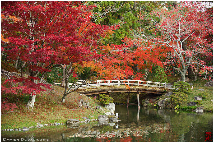 Bridge surrounded by autumn colours in the Sento imperial palace gardens, Kyoto, Japan