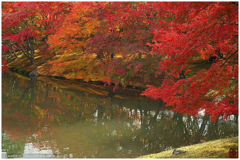 Bright autumn colours around a pond of the Sento palace gardens, Kyoto, Japan