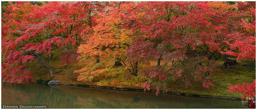 Perfect autumn colours around a pond of the Sento palace in Kyoto, Japan