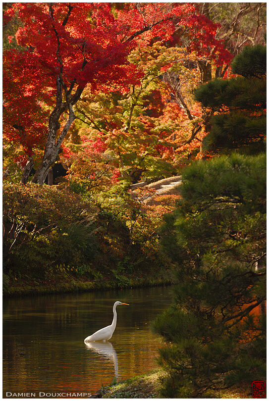 Heron and autumn colors in the pond of the Katsura Imperial villa in Kyoto, Japan