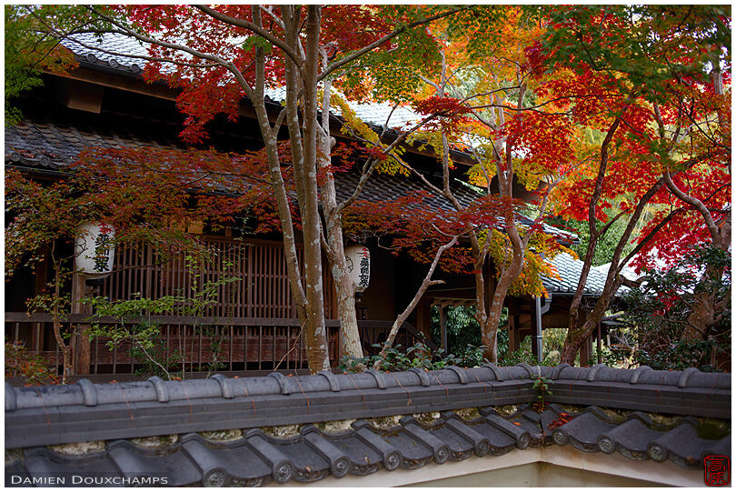 Autumn colours in Shoji-ji temple, also knows as the flower temple (Kyoto, Japan)