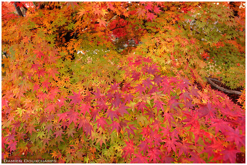 Foliage with complete palette of autumn colours, Shoji-ji temple, Kyoto, Japan